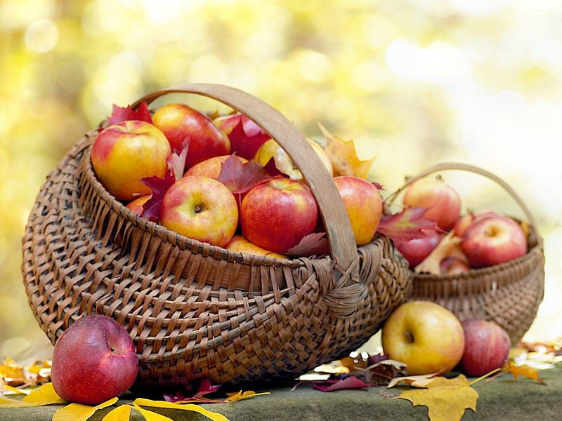 Яблочный Спас - собираем и заготавливаем яблоки
