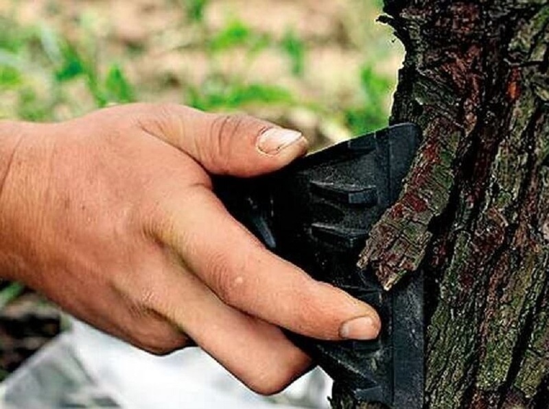 Удаление отмершей коры на декоративных деревьях