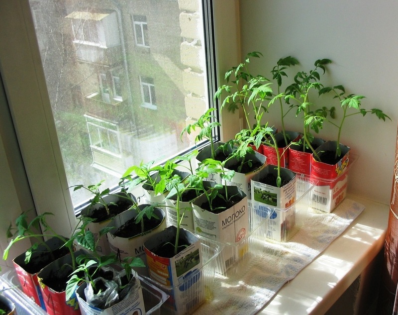 Удобрение под перцы и помидоры в два этапа