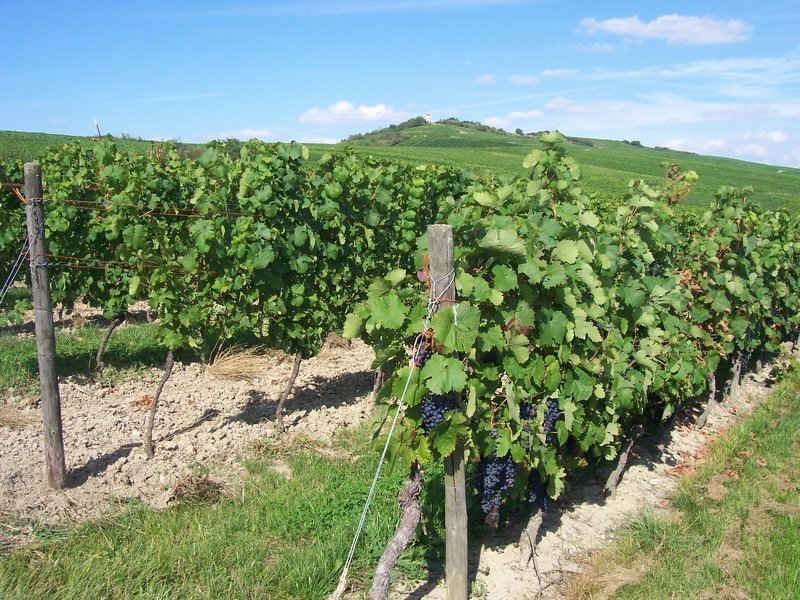 Виноград сорта для средней полосы России: особенности выращивания