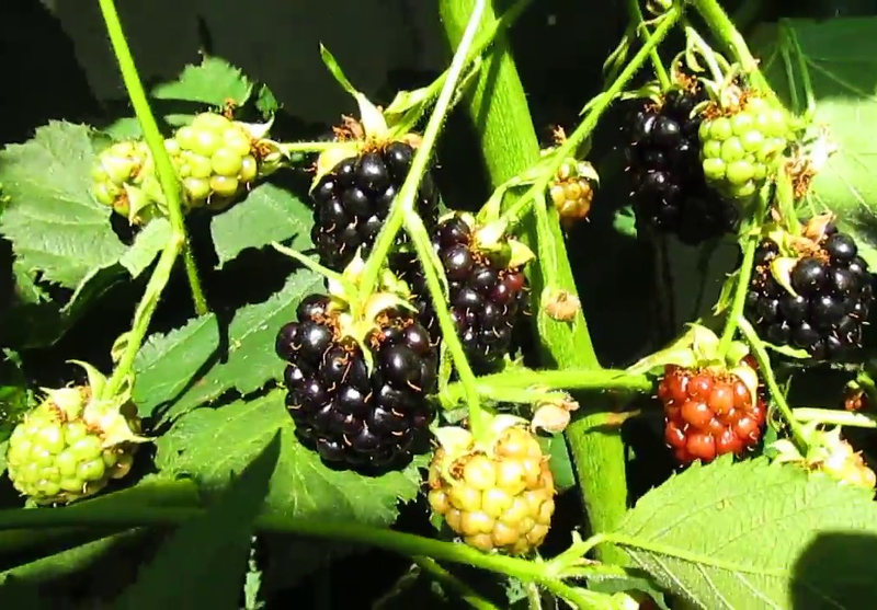 Созревание ягод Блэк Сатин происходит на протяжении всего периода плодоношения