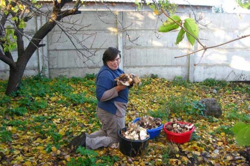 Собираем урожай грибов на даче
