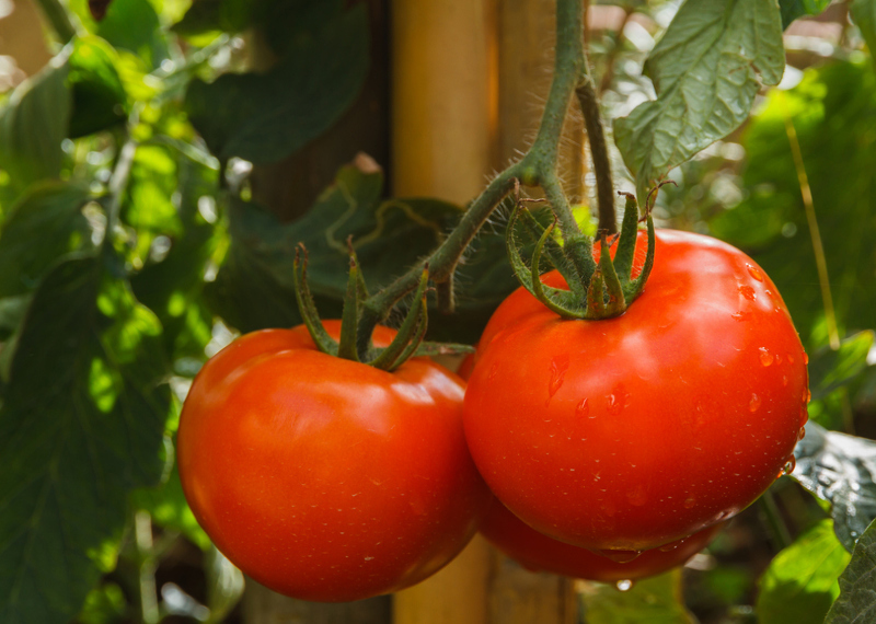 Пасынкованные помидоры реже болеют, быстрее вызревают и хорошо плодоносят