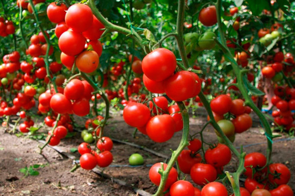 Контролируя развитие зелени можно достичь отличного урожая томатов