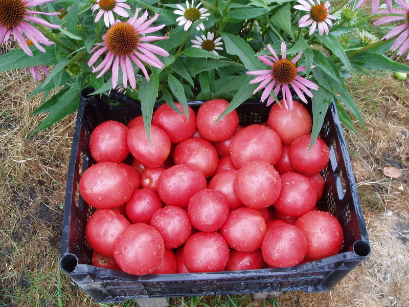 Урожай томатов Малиновое чудо