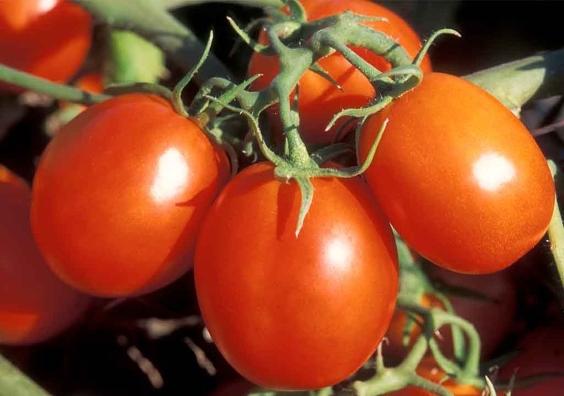 Правильная подкормка томатов - залог хорошего урожая