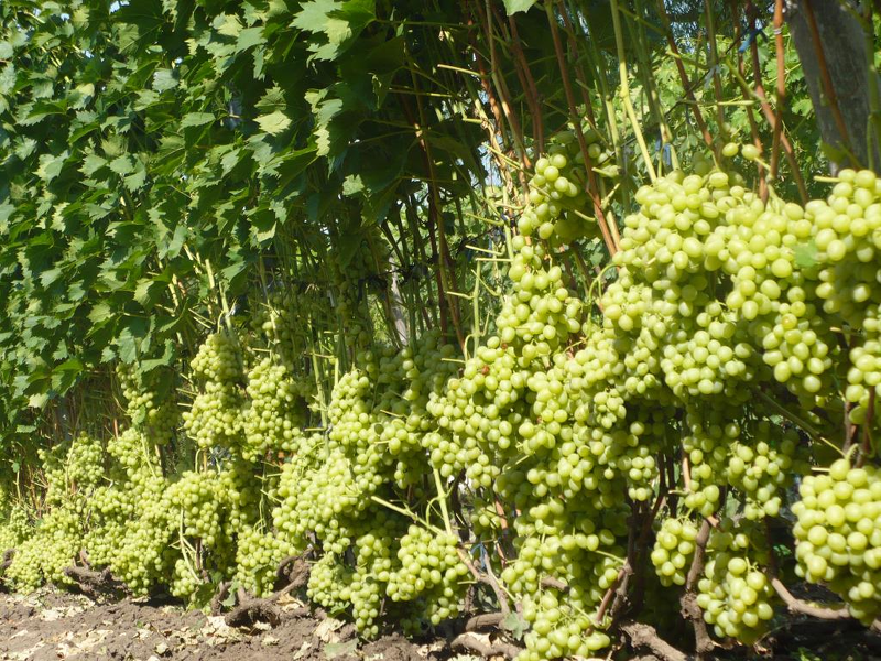 Виноград Аркадия известен великолепной урожайностью