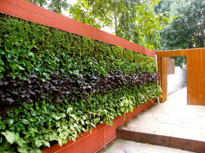 Вертикальное озеленение оград с применением покупного фитомодуля