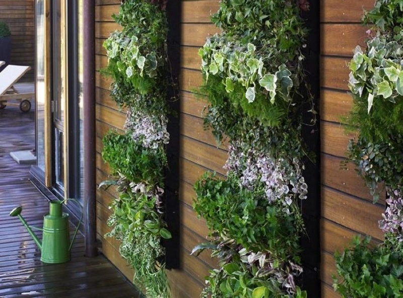 Вертикальное озеленение дома поможет сделать его уникальным