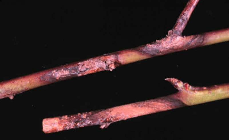 Ветки смородины, поврежденные туберкуляриозом