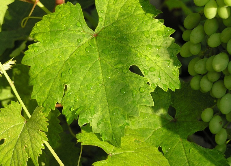 Виноград Августин можно узнать по округлой форме листьев