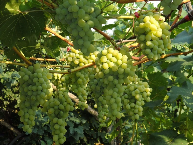 Виноград Августин может плодоносить даже в плохих климатических условиях