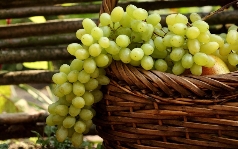 Виноград Августин - столовый высокоурожайный сорт