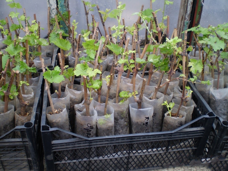 Выращивание и посадка саженцев винограда из черенков в домашних условиях