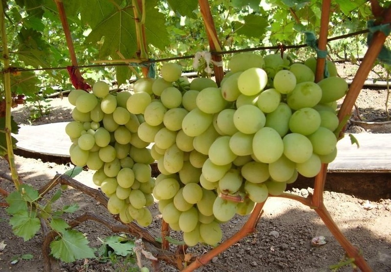 Виноград Кеша - созревающие грозди
