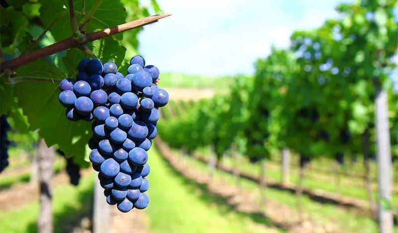 Устойчивый к антракнозу сорт винограда Саперави