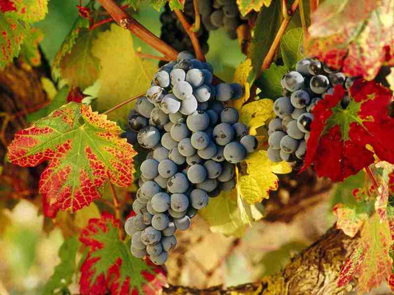 Виноград в Сибири: особенности выращивания