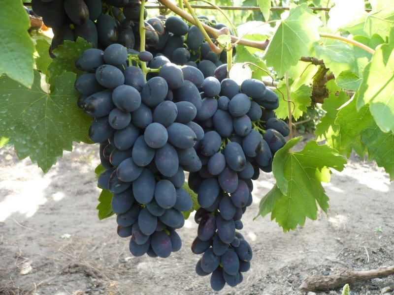 Сорта винограда для Сибири: описание сортов и особенности ухода