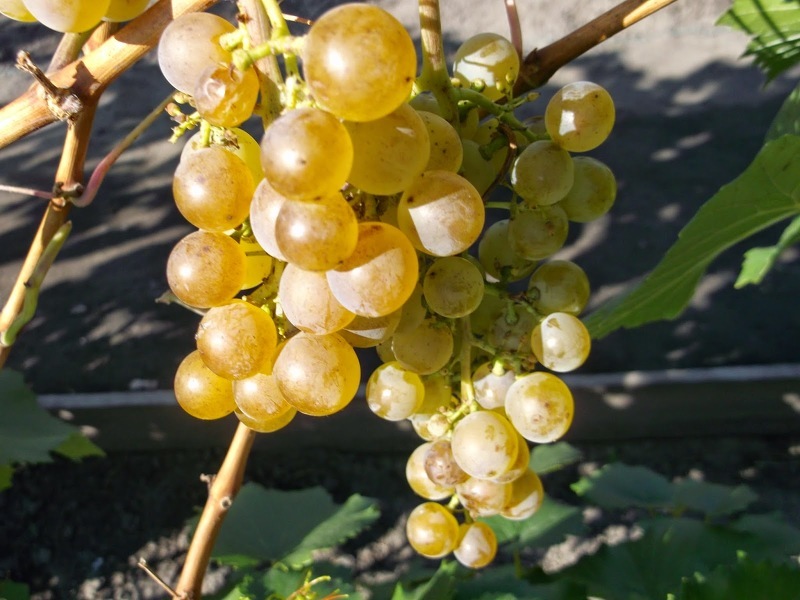 Сорта винограда для Сибири: описание сортов и особенности ухода