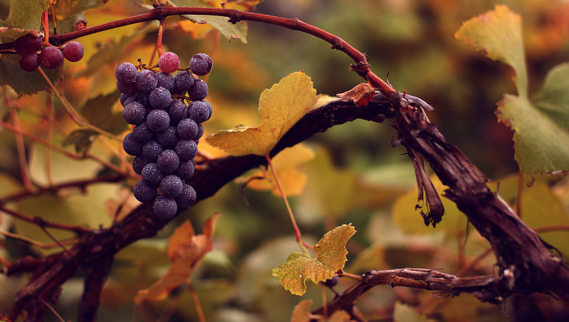 Виноградник в сентябре - правила ухода
