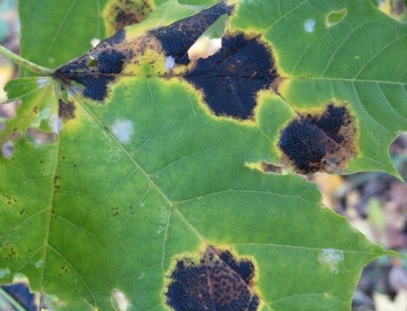 Виноградный лист, пораженный черной пятнистостью