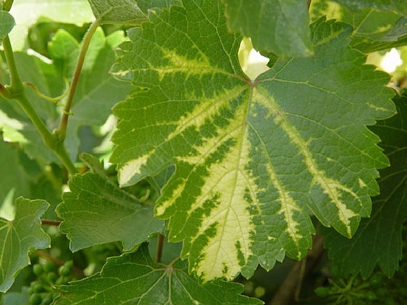 Вирусные болезни винограда - фото хлороза
