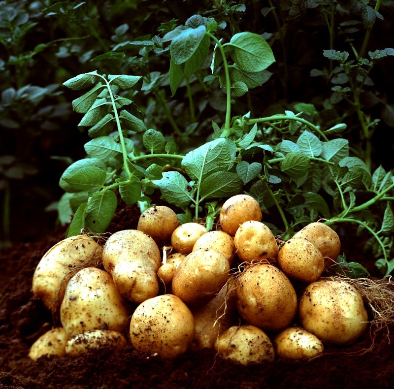 Внекорневая подкормка картофеля влияет на урожайность культуры