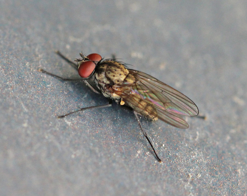 Вредители кабачков - ростковая муха