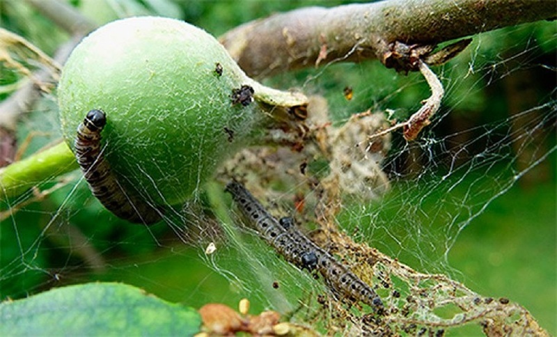 Опасные вредители яблони и борьба с ними - яблонная моль может погубить дерево