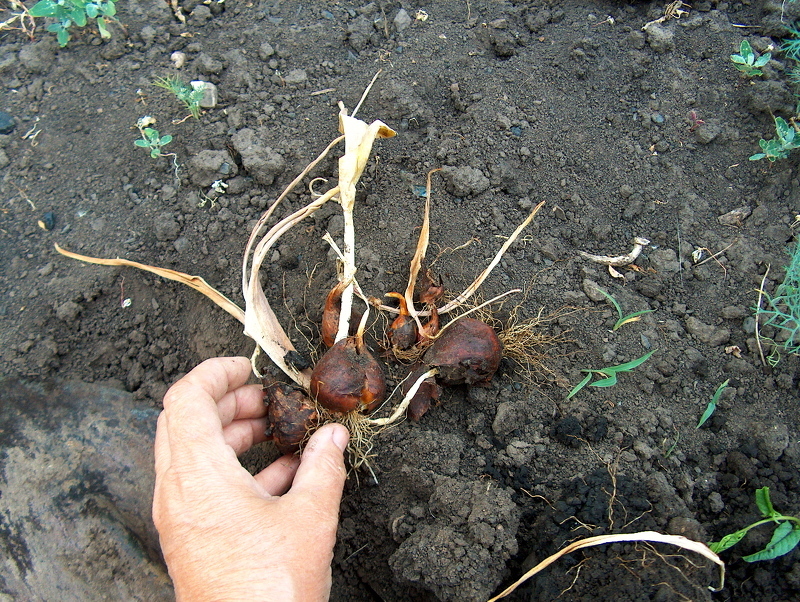 Выкапывание и деление луковиц тюльпанов в июне