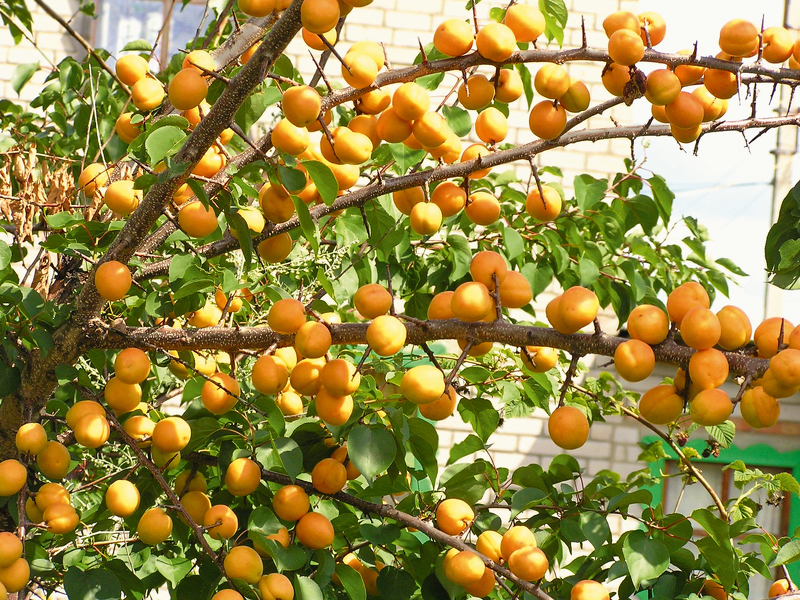 Выращиваем абрикос - посадка и уход в Подмосковье
