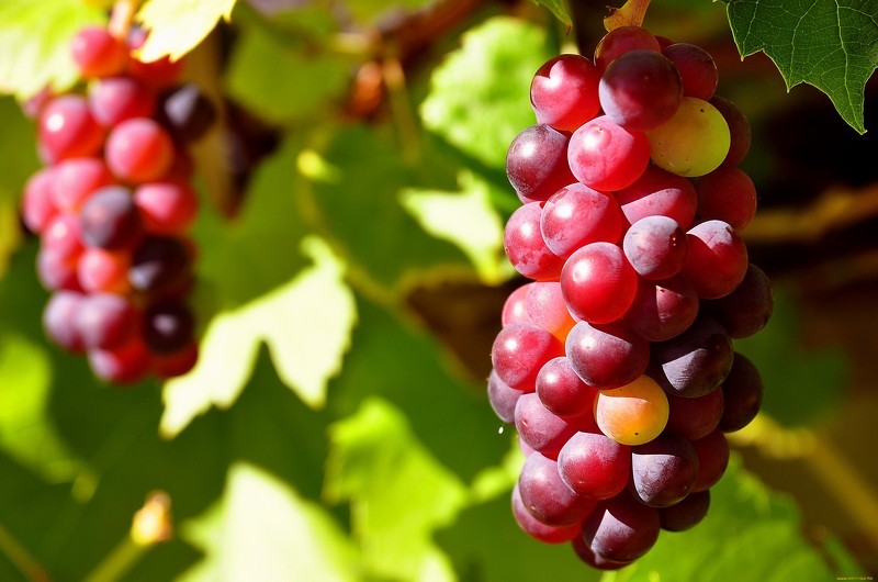 Как ухаживать за виноградом весной: устранение проблем и раскрытие