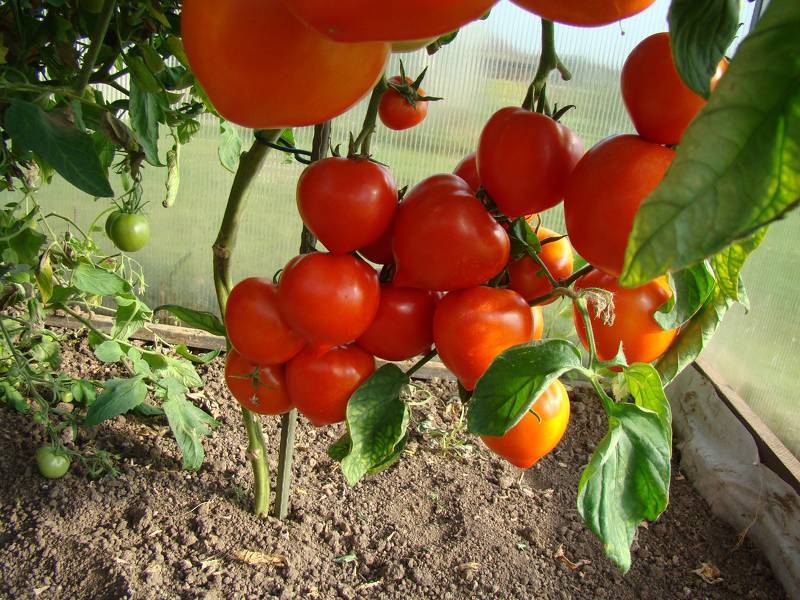 Выращиваем помидоры в теплице из поликарбоната