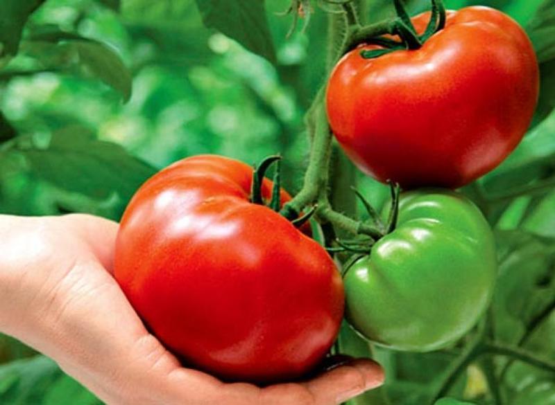 Выращиваем томаты без полива и получаем отличный урожай
