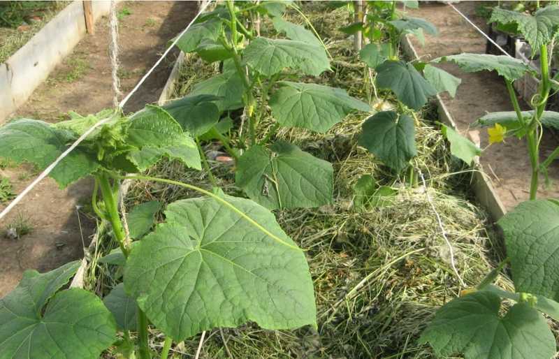 Выращивание огурцов в траншеях - высокоурожайная методика