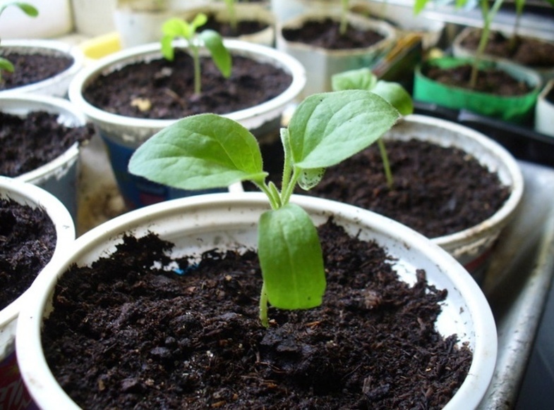 Как сажать арбузы на участке, выращивание рассады арбузов-Vsadu.ru