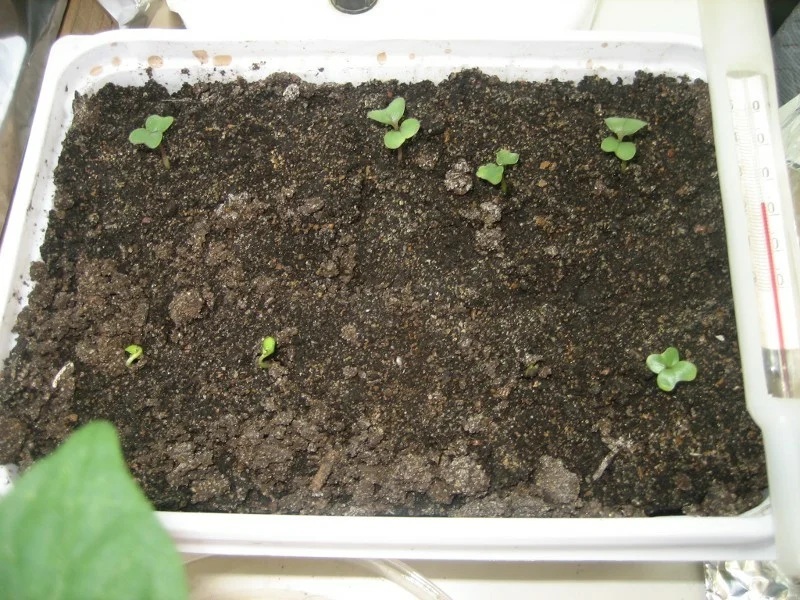 Выращивание рассады капусты в обычной таре