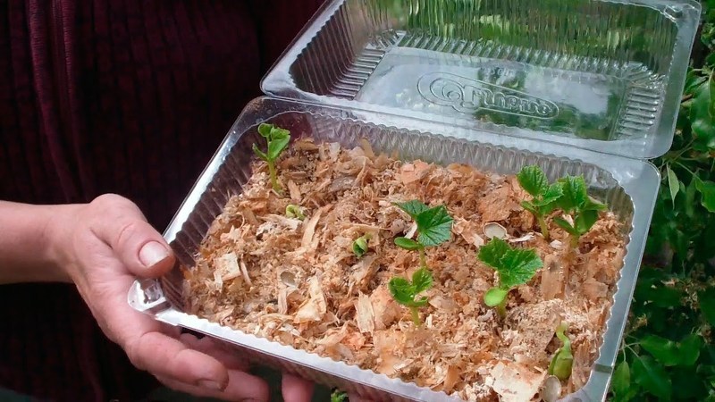 Выращивание рассады огурцов в опилках
