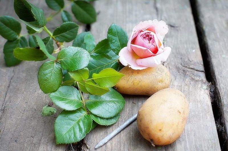 Выращиваем розу в картошке для обильного и пышного цветения