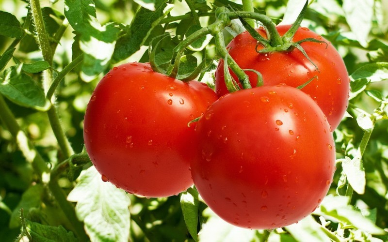 Как вырастить помидоры на подоконнике в январе, фото