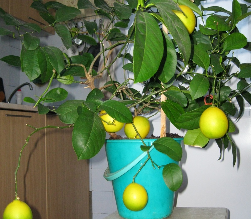 Вырастить лимон можно из косточки, но без прививки он не принесет плодов
