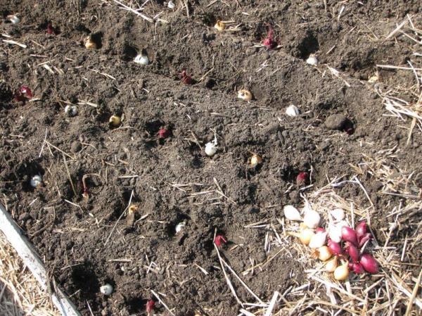 Высаживаем лук-севок в октябре