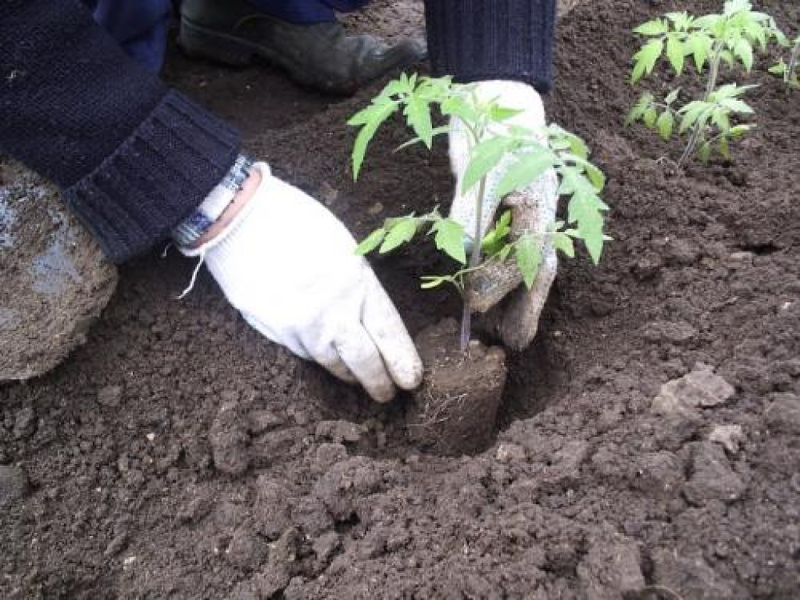 Высаживание томатной рассады с земляным комом