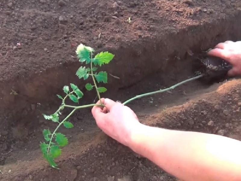 Высаживание в грунт вытянувшейся рассады помидор