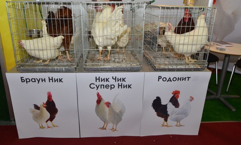 Выставка птицеводства в Екатеринбурге: редкие породы кур 