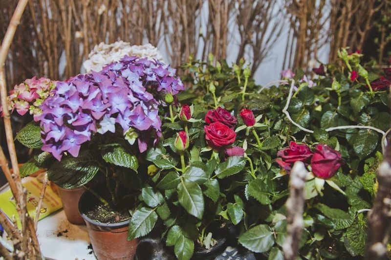 Выставка в Сокольниках Фазенда 2015 - многолетние растения на продажу