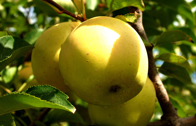 Яблоки Голден Делишес Описание Фото