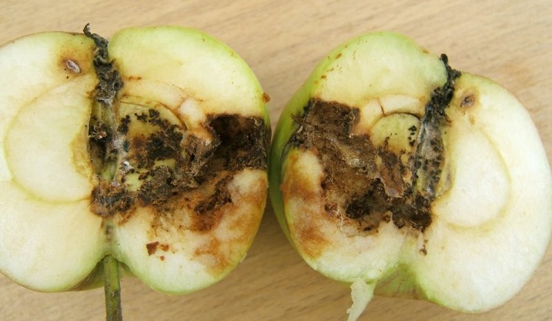 Яблоко, пораженное листоблошкой