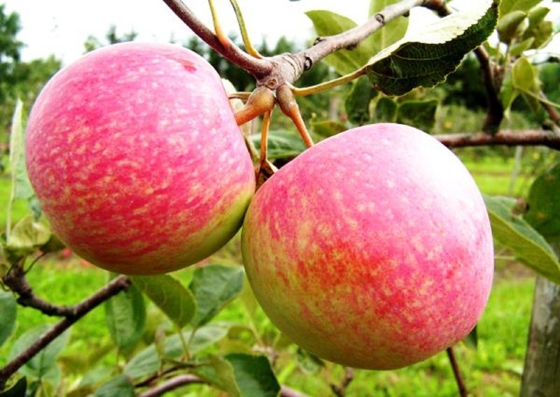 Летние сорта яблони для Подмосковья, Конфетное яблоко