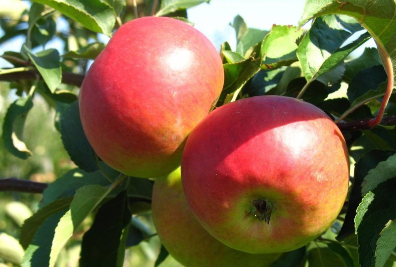 Осенние сорта яблони для Подмосковья, Жигулевское